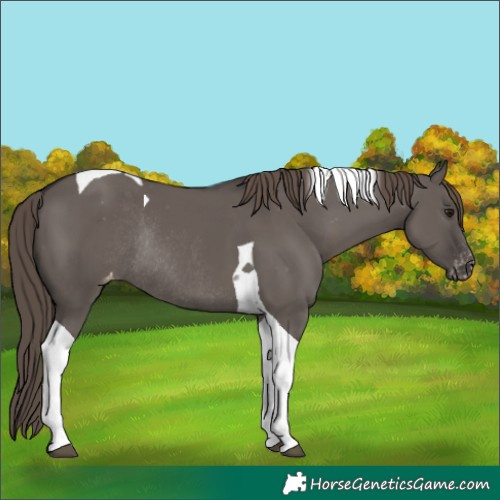 Horse Color:Smoky Grullo Tobiano Varnish Rabicano 