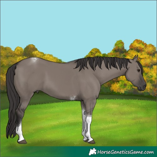 Horse Color:Smoky Grullo Tobiano 