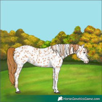 Horse Color:Chestnut Near Leopard