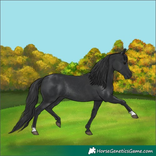 Horse Color:Black  and Black Rabicano 