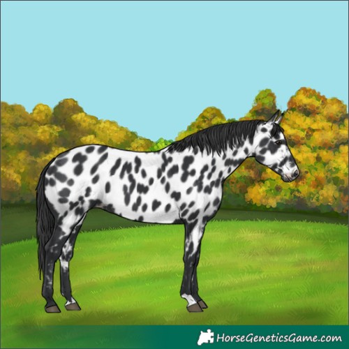 Horse Color:Black Near Leopard 