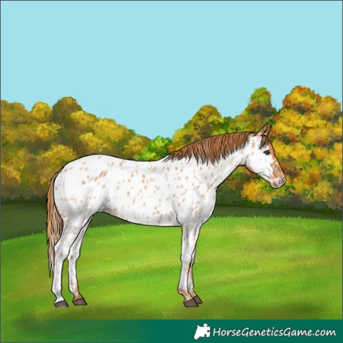 Horse Color:Chestnut Near Leopard 