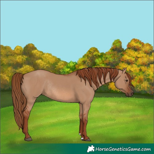 Horse Color:Red Dun Rabicano