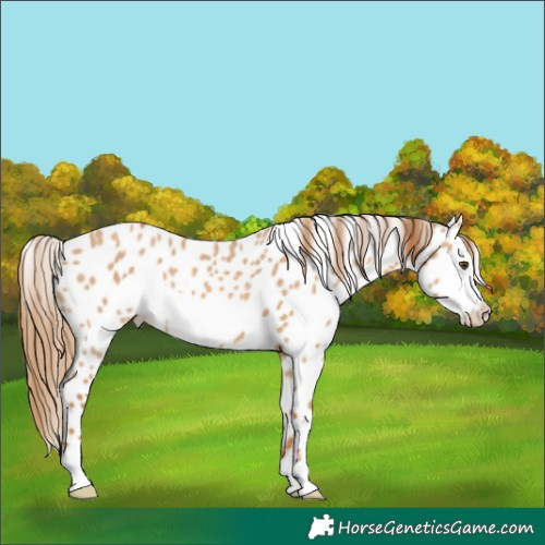 Horse Color:Red Dun Frame Appaloosa 