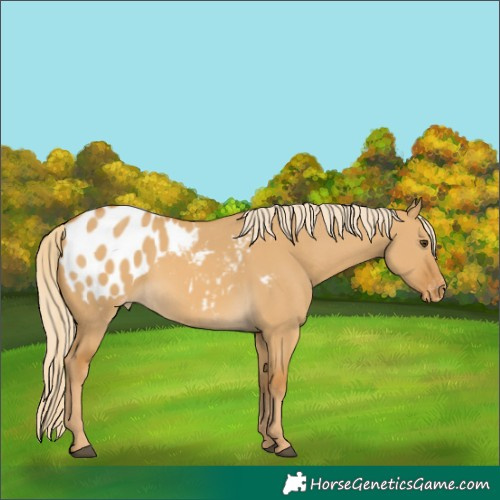 Horse Color:Palomino Dun Blanket 