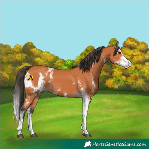 Horse Color:Bay Sabino 