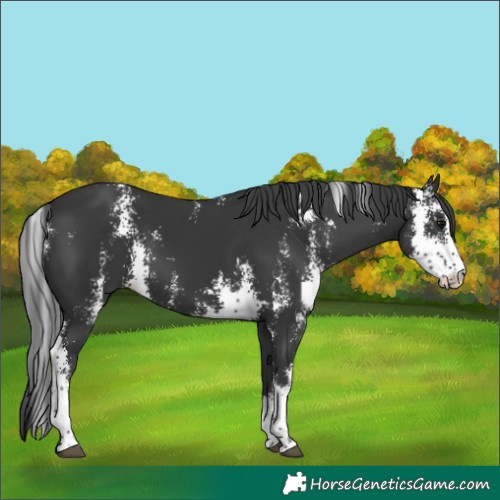 Horse Color:Black Sabino