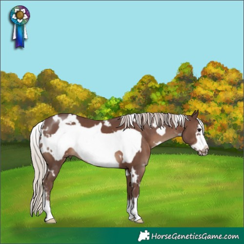 Horse Color:White Spotted Silver Black Sabino Frame