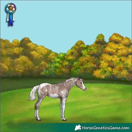 Horse Color:White Spotted Silver Black Tobiano Frame Rabicano