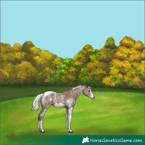 Horse Color:White Spotted Silver Black Tobiano Frame Rabicano