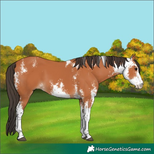 Horse Color:Bay Sabino 