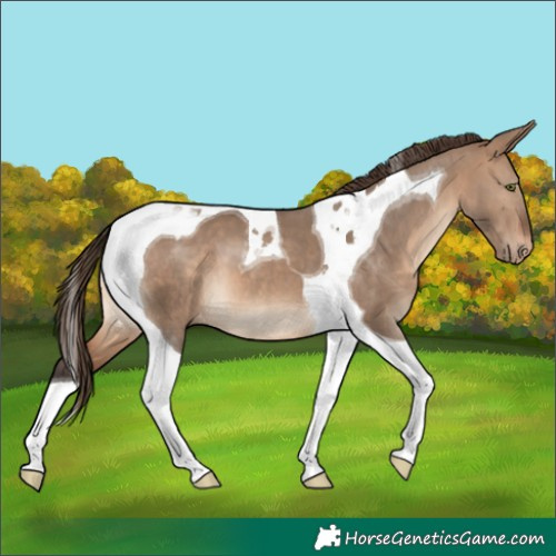 Horse Color:Brown Dun Tobiano Varnish