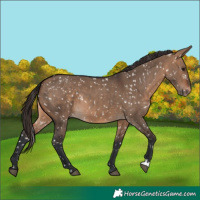 Horse Color:Bay Dun Snowflake Varnish 