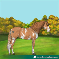 Horse Color:Chestnut Sabino