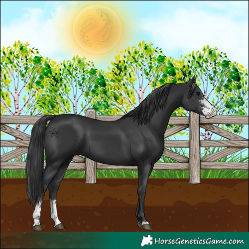 Horse Color:Black Sabino