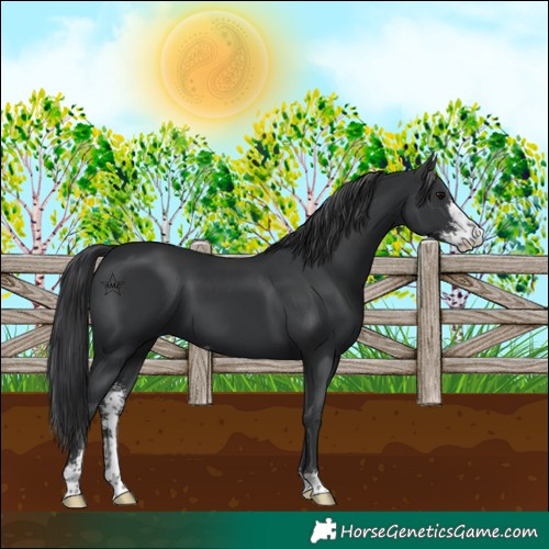 Horse Color:Black Sabino