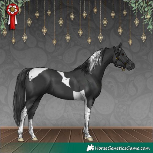Horse Color:Black Tobiano