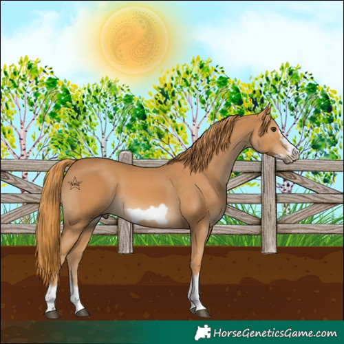 Horse Color:Chestnut Frame
