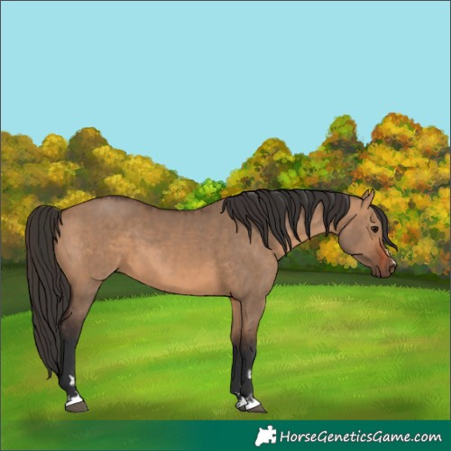 Horse Color:Brown Dun and Bay Dun