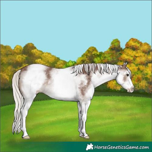 Horse Color:White Spotted Silver Black 