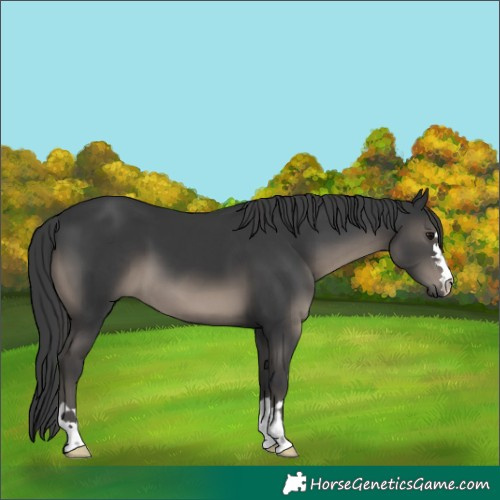 Horse Color:Black 