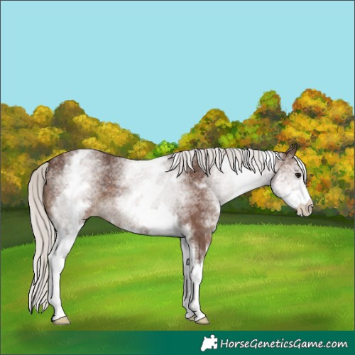 Horse Color:White Spotted Silver Black
