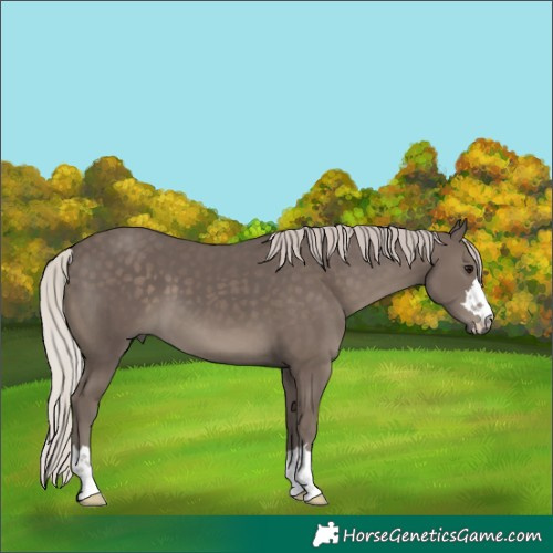 Horse Color:Silver Black