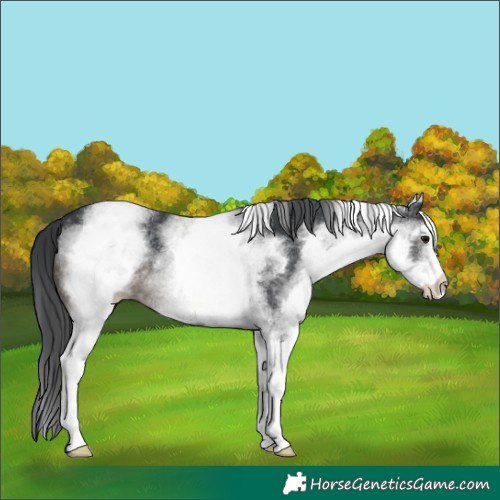 Horse Color:White Spotted Black