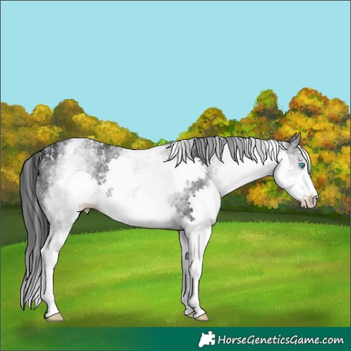Horse Color:Powder White White Spotted Black Splash