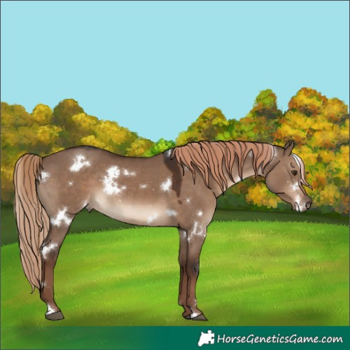 Horse Color:White Spotted Liver Red Dun