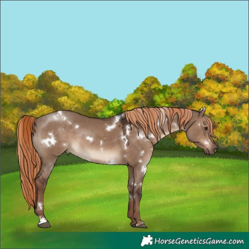 Horse Color:White Spotted Liver Red Dun