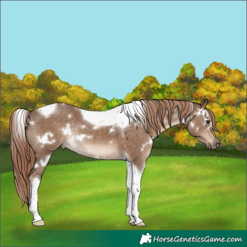 Horse Color:White Spotted Liver Red Dun Tobiano Rabicano