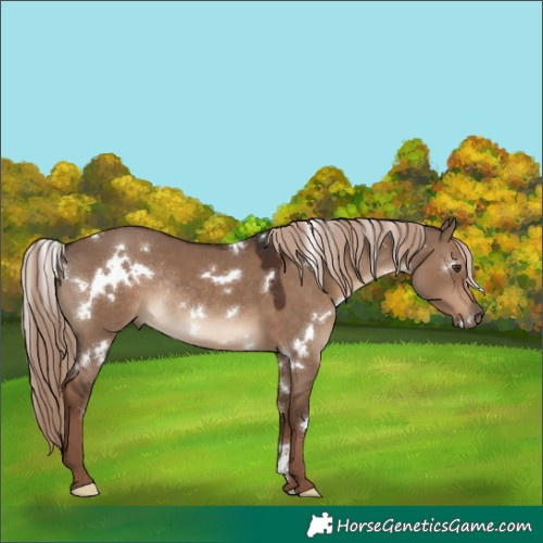 Horse Color:White Spotted Liver Red Dun Rabicano