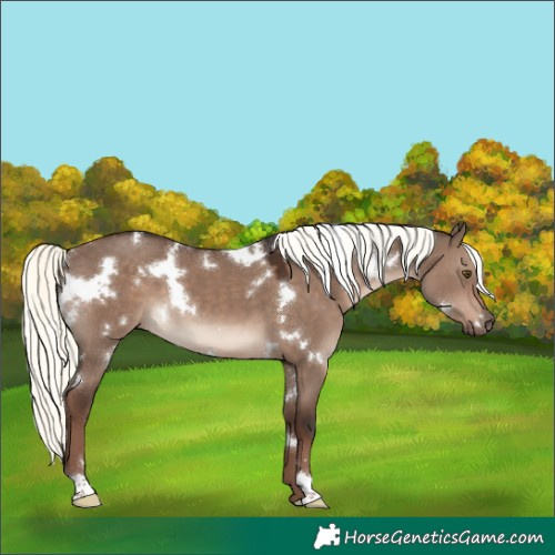 Horse Color:White Spotted Liver Red Dun Mushroom 
