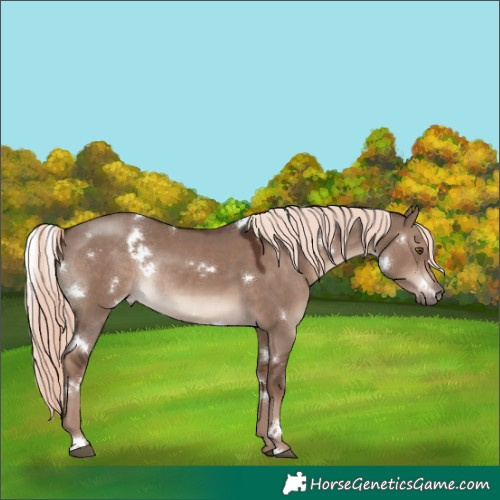 Horse Color:White Spotted Liver Red Dun Mushroom Rabicano