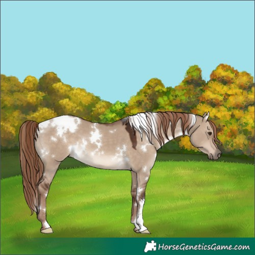 Horse Color:White Spotted Liver Red Dun