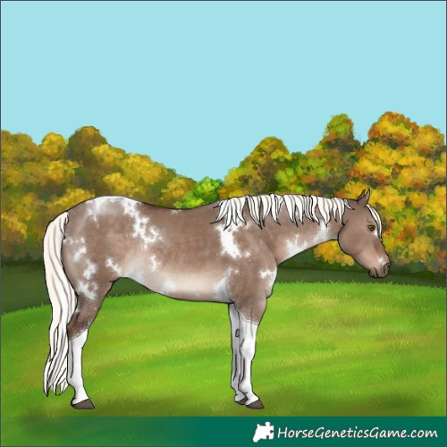 Horse Color:White Spotted Liver Red Dun Mushroom Tobiano Rabicano 
