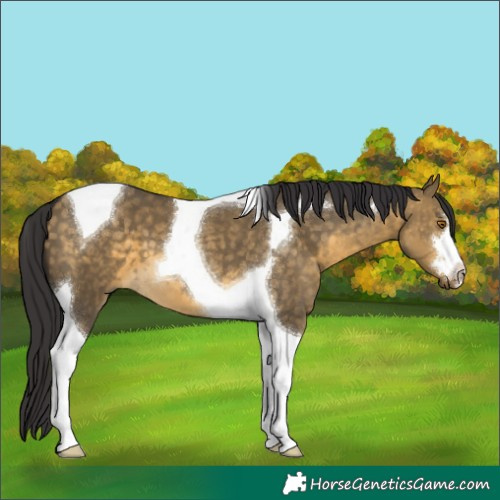 Horse Color:Buckskin Dun Tobiano
