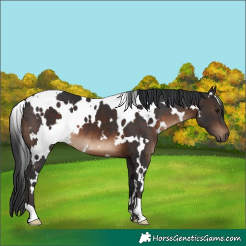 Horse Color:White Spotted Brown
