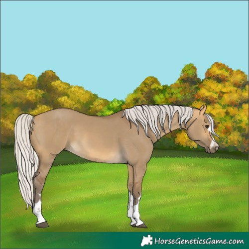 Horse Color:Silver Buckskin Dun 