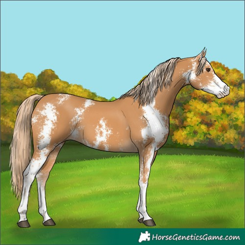 Horse Color:Chestnut Sabino
