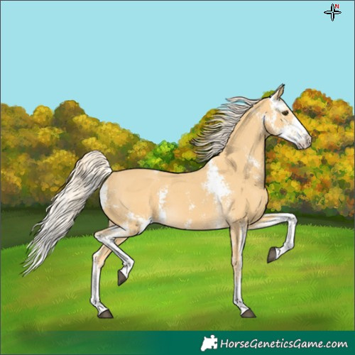 Horse Color:Palomino Sabino