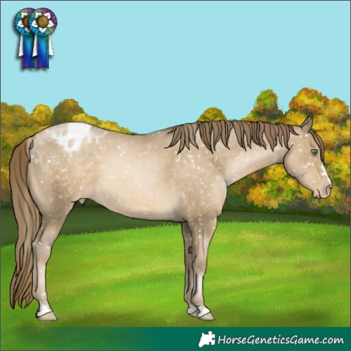 Horse Color:Smoky Black Pearl Appaloosa 