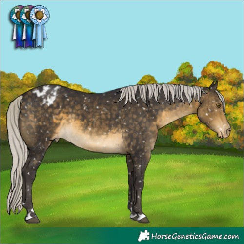 Horse Color:Silver Buckskin Appaloosa 