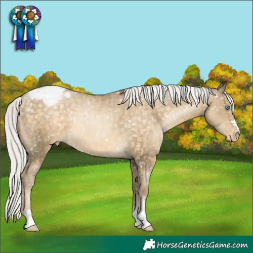 Horse Color:Silver Buckskin Pearl Appaloosa