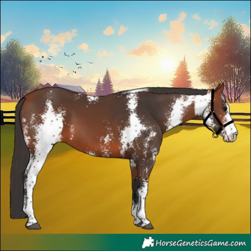 Horse Color:Bay Sabino