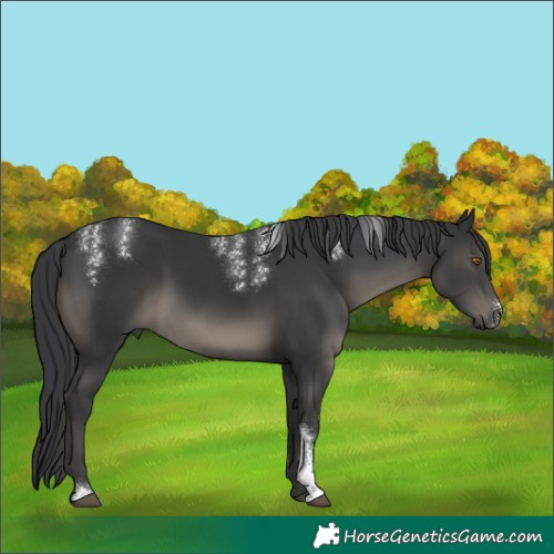 Horse Color:Powder White Black 