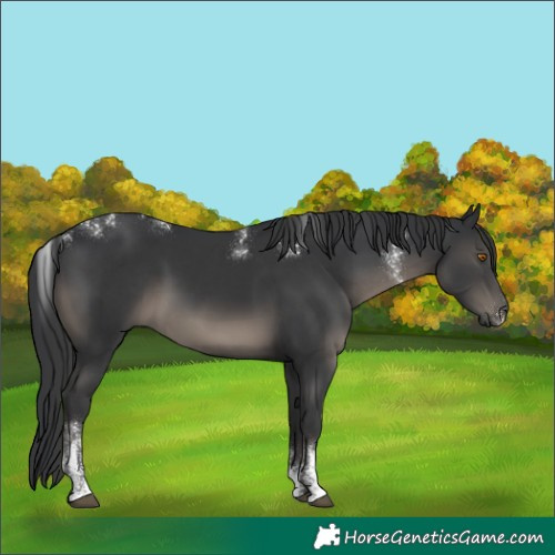 Horse Color:Powder White Black 
