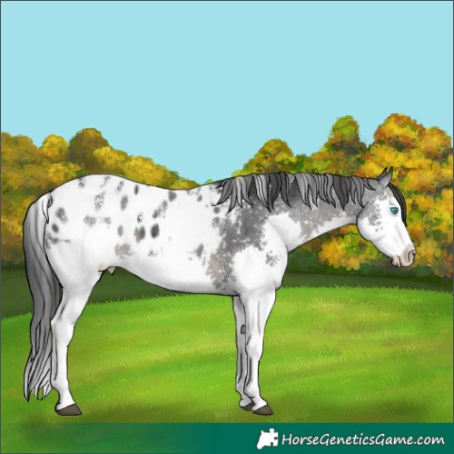 Horse Color:Powder White Black Splash Appaloosa 