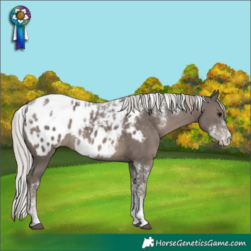 Horse Color:Powder White Silver Black Appaloosa